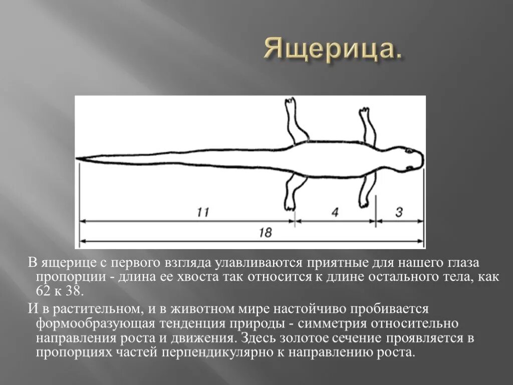 Ящерица непостоянная температура тела. Ящерица золотое сечение. Симметрия тела у ящерицы. Золотая пропорция ящерица. Золотое сечение в природе ящерица.