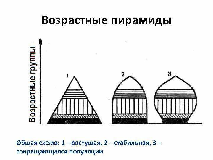 Возрастная структура популяции пирамида. Возрастная пирамида растущей популяции. Возрастная структура популяции. Растущая возрастная структура популяции рисунок. Характеристика возрастной структуры популяции