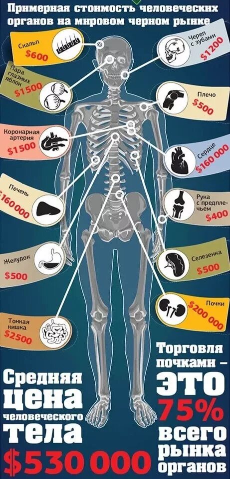 Сколько стоят органы человека. Колько сточт органы человека. Стоимость человеческих органов. Сколько стоит человек. Сколько стоит почка ответ
