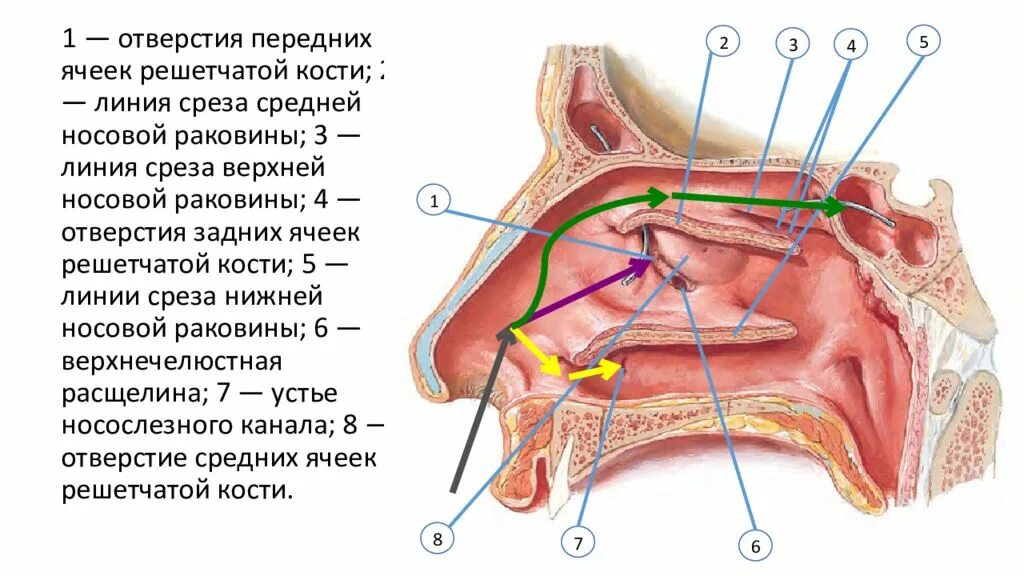 Слизистые оболочки носовых ходов. Носовая полость носовые ходы. Носовая полость сообщения носовых ходов. Решетчатый Лабиринт анатомия. Носовая полость строение кости.