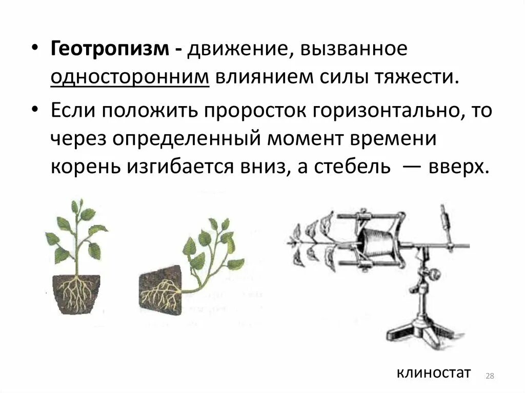Жизненный цикл развития одноклеточных. Прорастание цветковых растений. Прорастание растения из семени. Рост и развитие. Кластер рост и развитие растений.