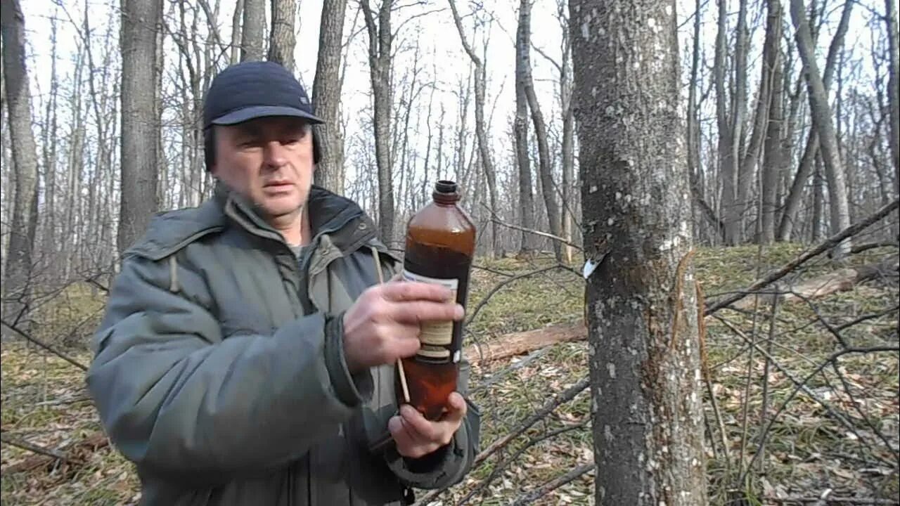 Как сохранить кленовый сок. Кленовый сок. сбор кленового сока. кленовый сироп сбор. сбор сока клена.