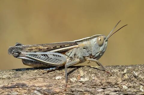 Short horned grasshopper