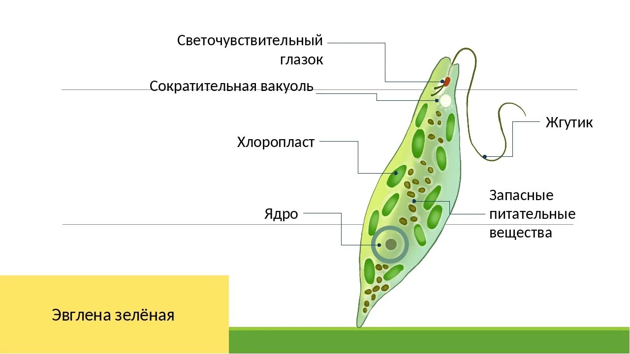 Хлоропласты жгутики. Светочувствительный глазок эвглены. Простейшие эвглена зелёная строение. Светочувствительный глазок у зелёной эвглены. Сократительная вакуоль у эвглены.