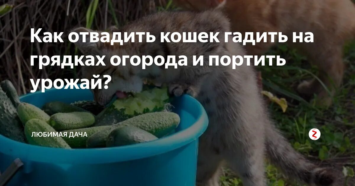 Кошки гадят на грядки. Отвадить котов от грядок. Кошка в огороде. От кошек на грядки.