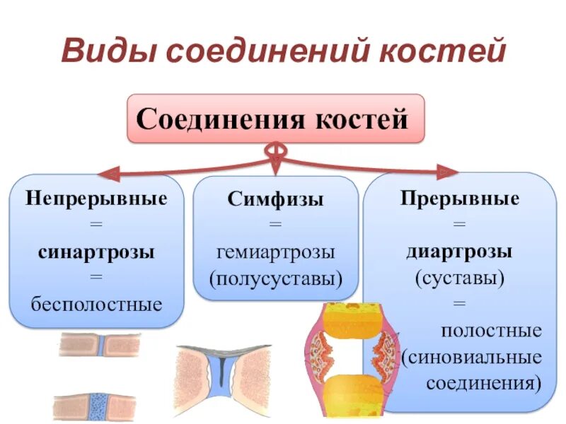 Прерывные виды соединения костей. Прерывные виды соединения костей