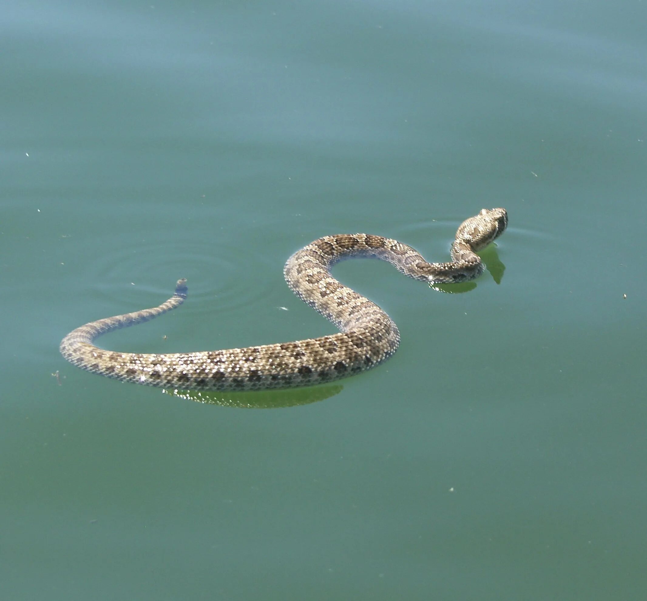 Змеи в анапе в море. Бычколов змея Азовское море. Водяной уж бычколов. Болотная гадюка Индии. Уж бычколов в Азовском море.