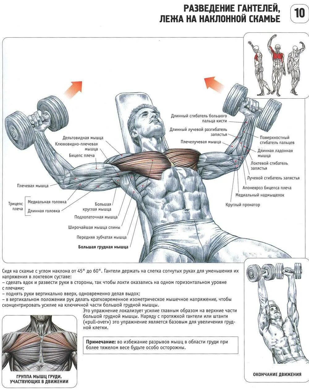 Жим свенда с гантелей. Гантели на грудные мышцы. Упражнения на грудные мышцы с гантелями стоя. Гантели на грудные мышцы. Гантели на грудные мышцы.