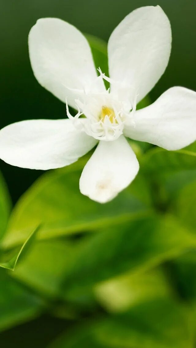 5 апреля цветок. Белые цветы. Белый цветок пять лепестков. Цветок с 5 лепестками. Цветок четыре лепестка белый.
