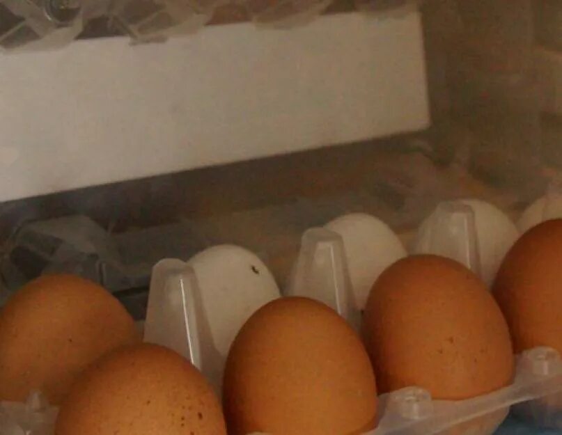 Вареная курица в холодильнике сколько. Куриные яйца в холодильнике. Хранение яиц. Емкость для обработанного яйца. Срок годности яиц куриных.
