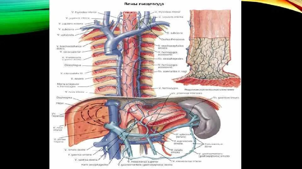 Пищевод 2023. Кровоснабжение пищевода анатомия. Пищевод кровоснабжается. Кровоснабжение грудного отдела пищевода. Кровоснабжение брюшного отдела пищевода.