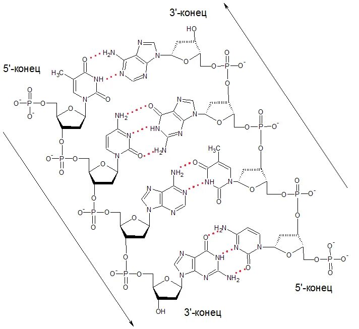 Водородные между азотистыми основаниями. Схема молекулы ДНК химическая структура. Строение ДНК формула химия. Схема соединения азотистых оснований в ДНК. Химическая структура молекулы ДНК.