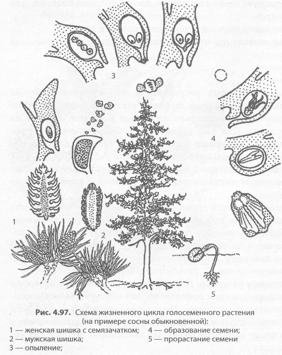 Схема опыления хвойных. Цикл размножения голосеменных растений. Размножение сосны обыкновенной схема. Жизненный цикл голосеменных сосна. Жизненный цикл голосеменных растений схема.