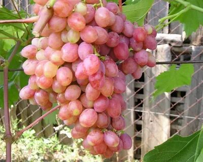 Кишмиш сорт мечта