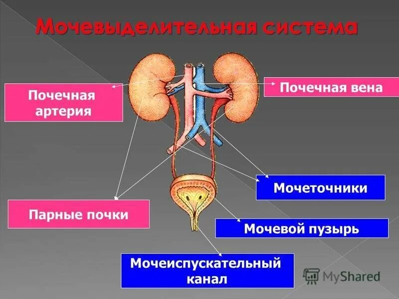 Мочевыделительная система мочевой пузырь. Выделительная система строение почки. Органы выделительной системы мочевой пузырь. Выделительная система анатомия строение мочевого пузыря. Парные органы в организме