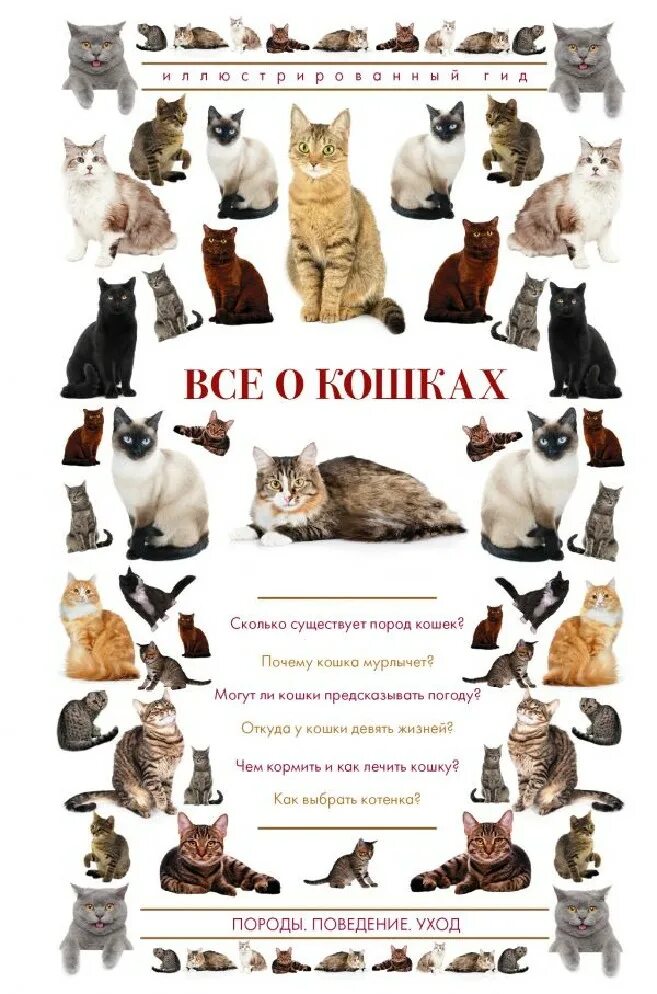 Породы кошек. Разные породы кошек. Название пород кошек по алфавиту. Породы кошек с названиями. Разные породы кошек.