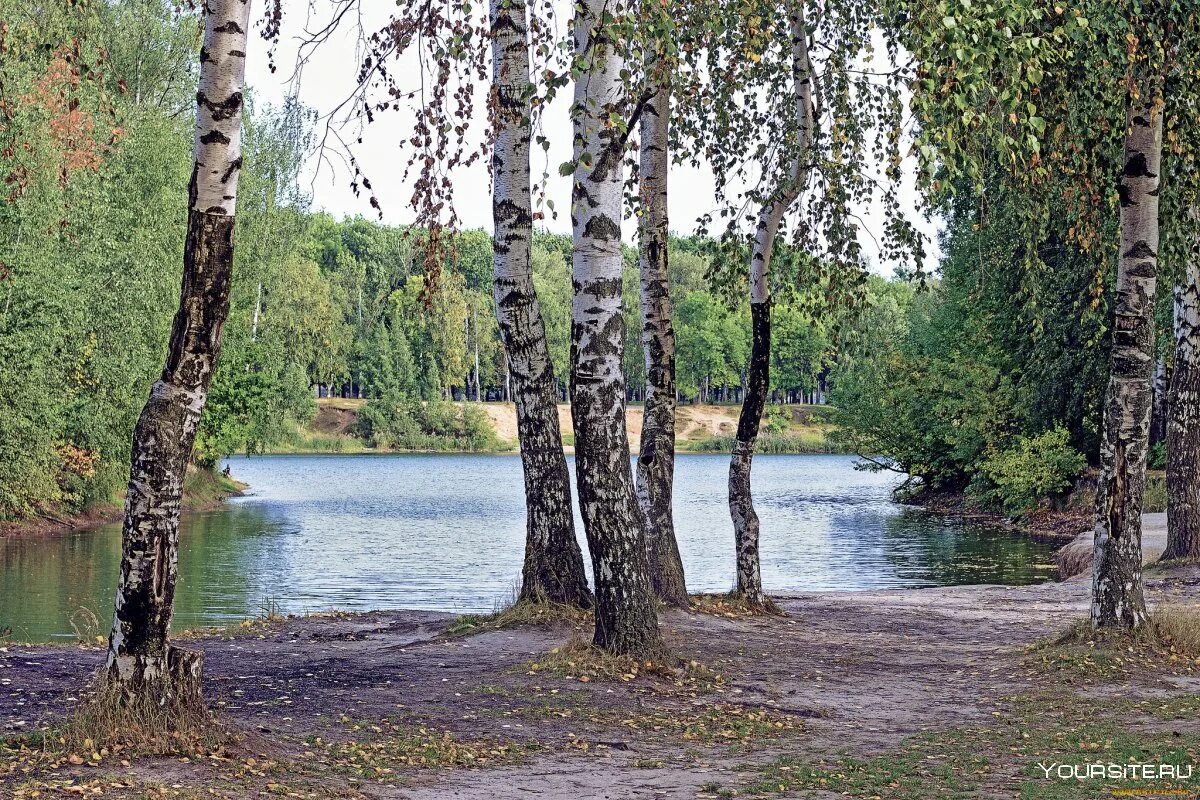 Река Березка Ивановская область. Береза повислая над рекой. Березовая роща с озером. Пушгоры береза. Березка сиверский