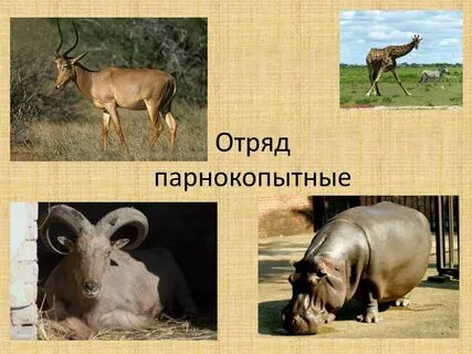 Значение жвачных