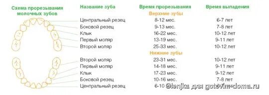 Температура при прорезывании зубов у детей в 2 года. Температура при прорезывании зубов у детей в 1 год. Прорезываются зубы у ребенка в 4,5 года. Температура при прорезывании зубов 10 месяцев.