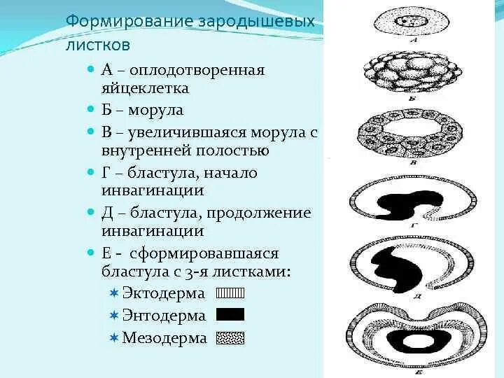Зародышевые листки рисунок. Формирование зародышевых листков. Формирование двух зародышевых листков. Бластула зародышевые листки. Формирование зародышевых листков гистология.