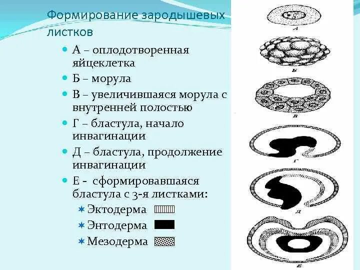 Какой зародышевый листок формируется на стадии. Формирование зародышевых листков. Эпителий мочевого пузыря зародышевый листок. Бластула зародышевые листки. Наружный зародышевый листок.