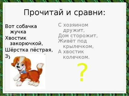 Жучка это