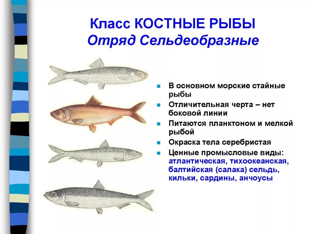 Сколько классов рыб. Костные рыбы Сельдеобразные характеристика отряда. Отряд Сельдеобразные представители кратко. Краткая характеристика отряда Сельдеобразные. Представители отряда Сельдеобразные костные рыбы.