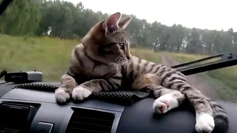 Включи коты едет