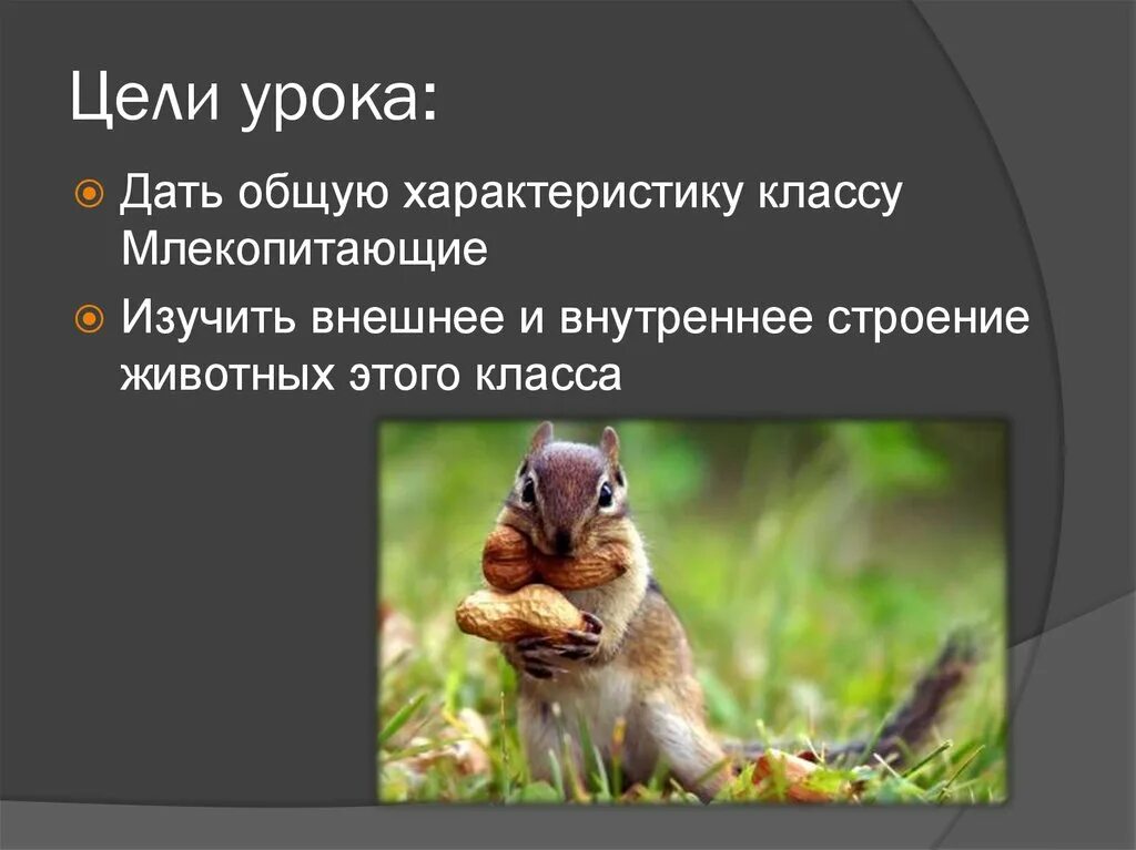Готовые проекты 5 класс млекопитающие Класс Млекопитающие или Звери. Отряды: Однопроходные, Сумчатые, Насекомоядные, Р