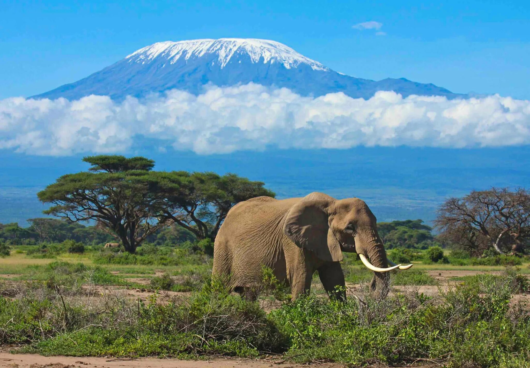 Красивая страна африки. Танзания сафари Килиманджаро. Национальный парк Амбосели Кения. Национальный парк Килиманджаро в Африке. Килиманджаро национальный парк Серенгети.