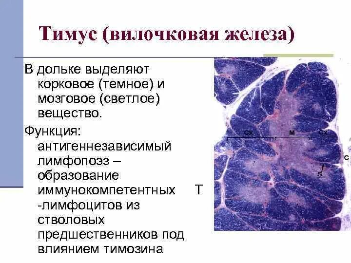 Тимус гистология. Тимус гистология
