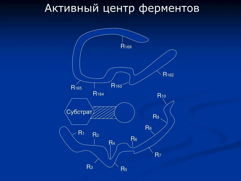 Активная форма фермента. Активный центр фермента биохимия. Активный центр фермента состоит. Понятие об активном центре фермента. Активный центр ферментов образован.