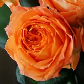 Louis rose