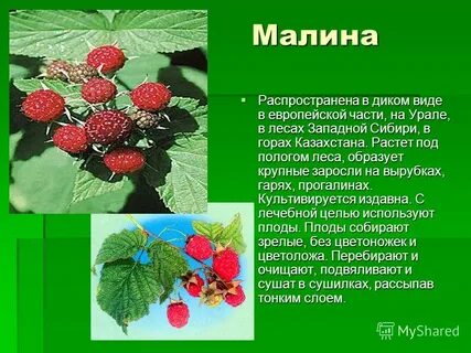 Малина какой плод