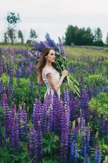 Среди люпинов
