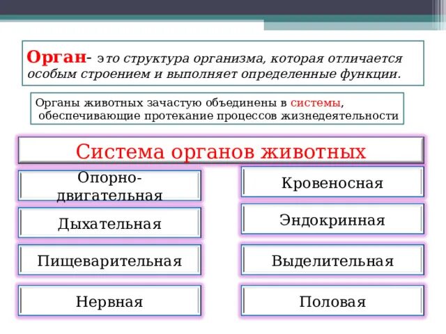 Каким образом системы органов животного взаимосвязаны. Системы органов животных 5 класс. функции систем органов животных. системы органов животных таблица. системы органов животных 7 класс биология.