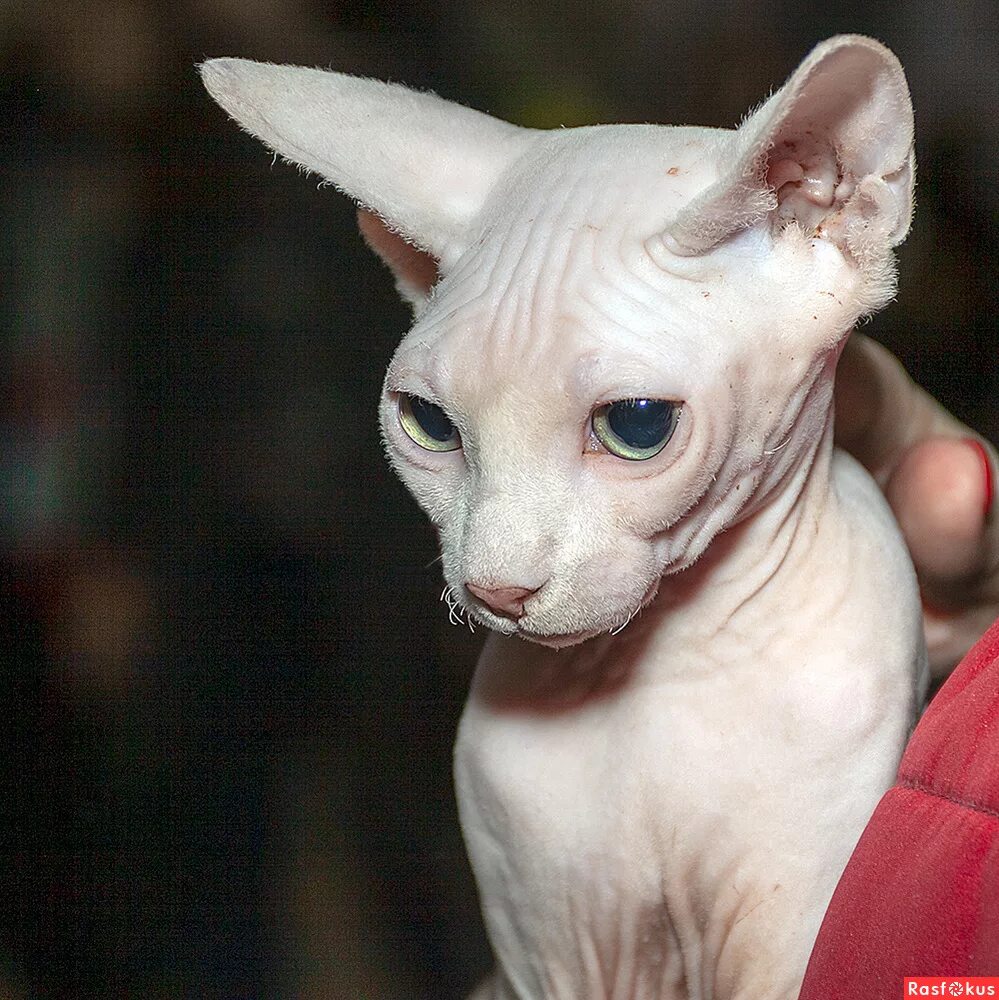 Донской сфинкс усы. Донской сфинкс. Канадский и донской сфинкс. Донской сфинкс без усов. Есть ли усы у сфинксов.