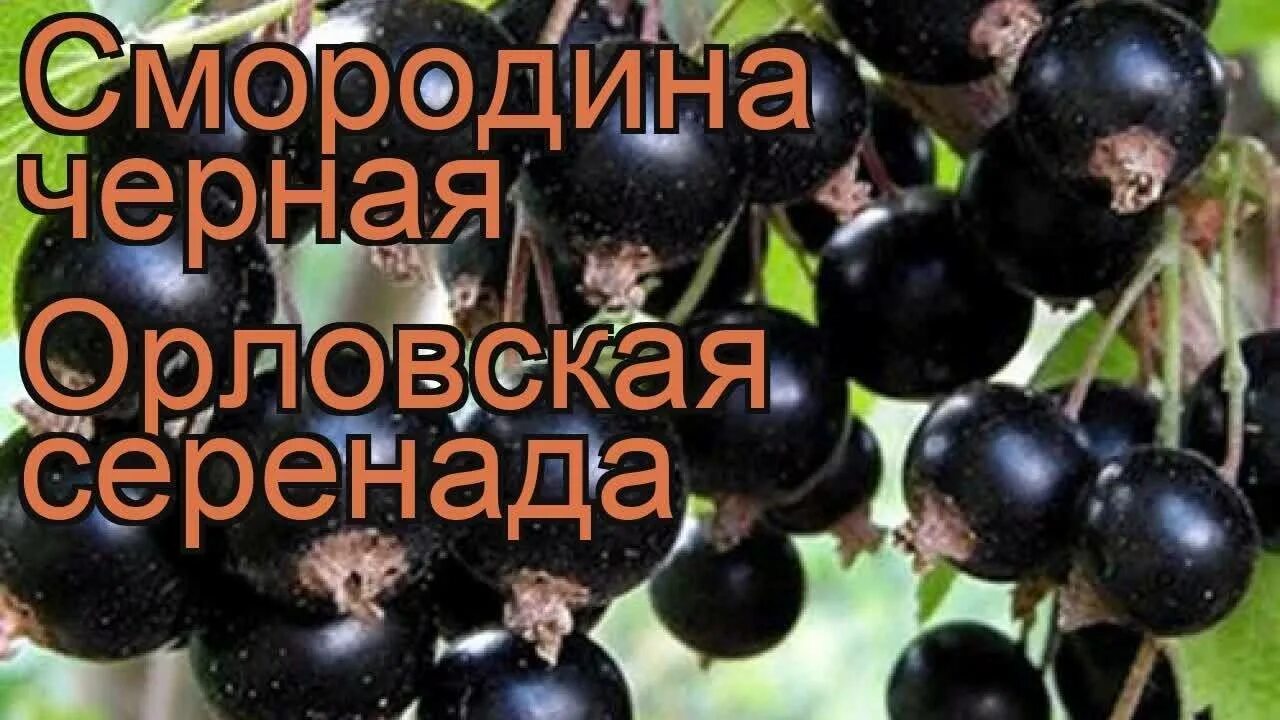 Видео песня черная смородина. Сорт смородины Орловская Серенада. Смородина черная Орловская Серенада. Сорт черной смородины Орловская Серенада. Саженец смородина черная Орловская Серенада.