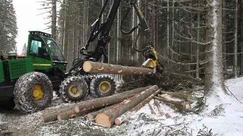 Видео с лесами