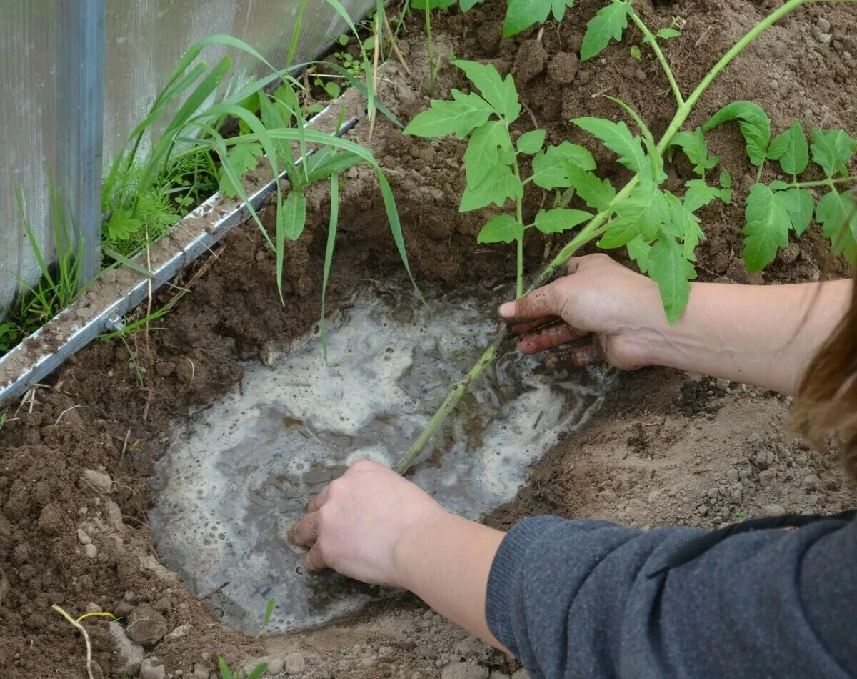 Высаживание рассады томатов. Посадка рассады в открытый грунт. Высадка рассады томатов «лежа». Посадка переросшей рассады томатов. Когда сажать рассаду помидор в 24 году