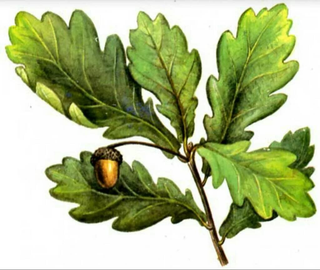 Дуб черешчатый лист. Ветка дуба. Дуб араксинский quercus araxina. Лист дуба. Дубовые обозначает.