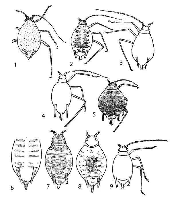 Тля садовая тип развития. Цикл развития тли схема. Жизненный цикл тли схема. Тля Тип развития. Стадии развития тли.