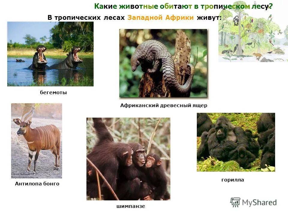 животные и растения в тропиках. животные влажных тропических лесов. какие животные обитают в тропическом лесу. тропический лес животные. ярусы леса животные.