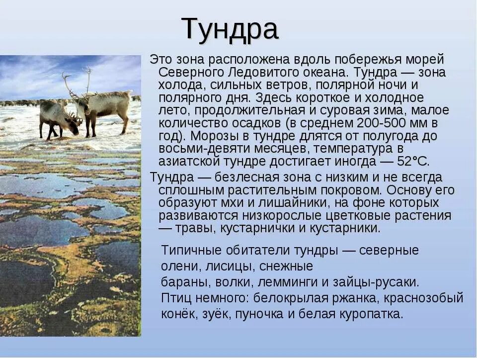 Сообщение про тундру 4 класс окружающий