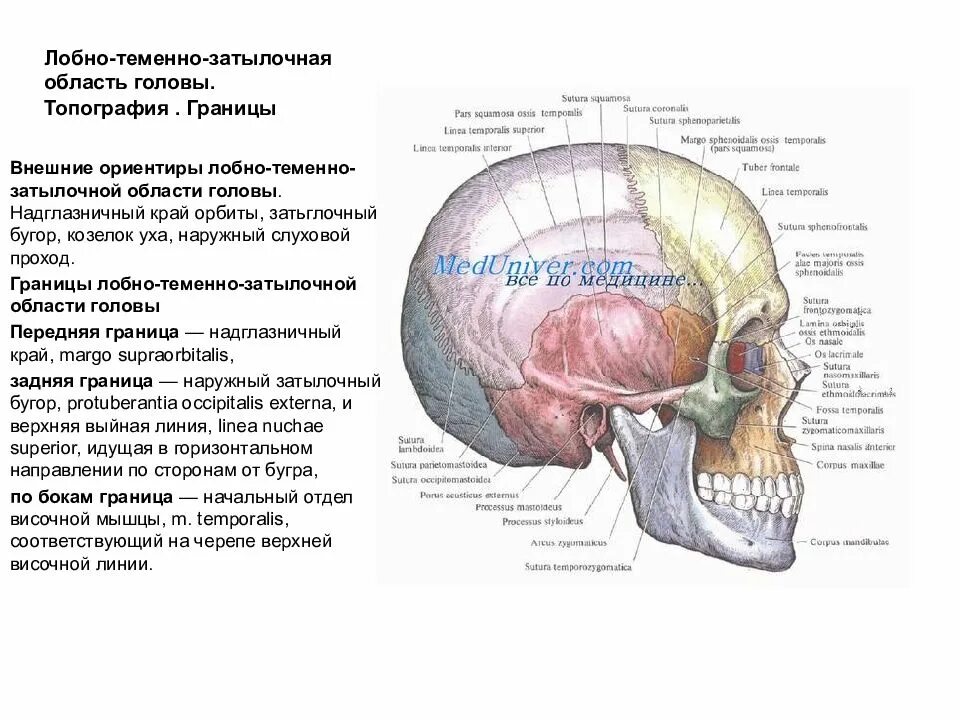 Отдел затылок. Топография лобно теменно затылочной области. Топонрафич основных нервных стволмозгового отдела ГОЛОВЫОВ. Области мозгового отдела головы топографическая анатомия. Мозговой отдел черепа свод лобно теменно затылочная область.