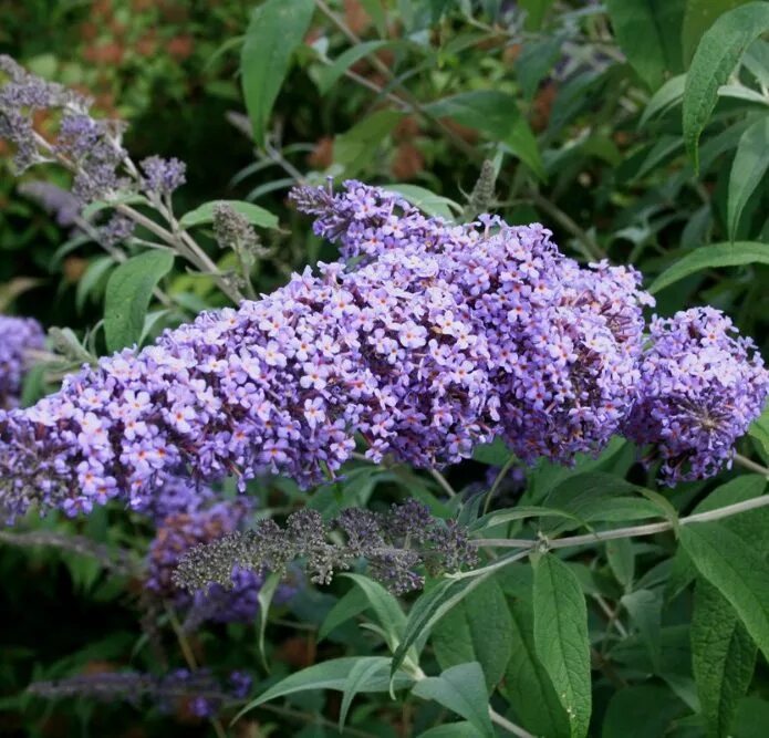 Буддлея Давида Блю. Кустарник Давида будлея. Буддлея Давида Lavender Cupcake.