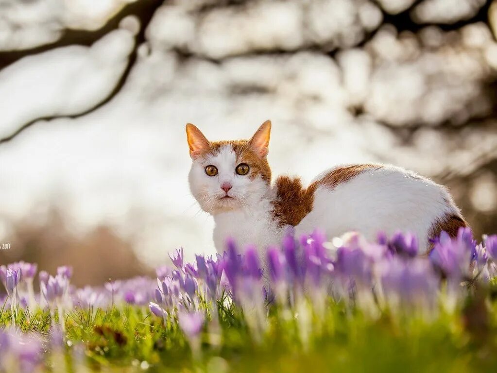 Весенний котик.