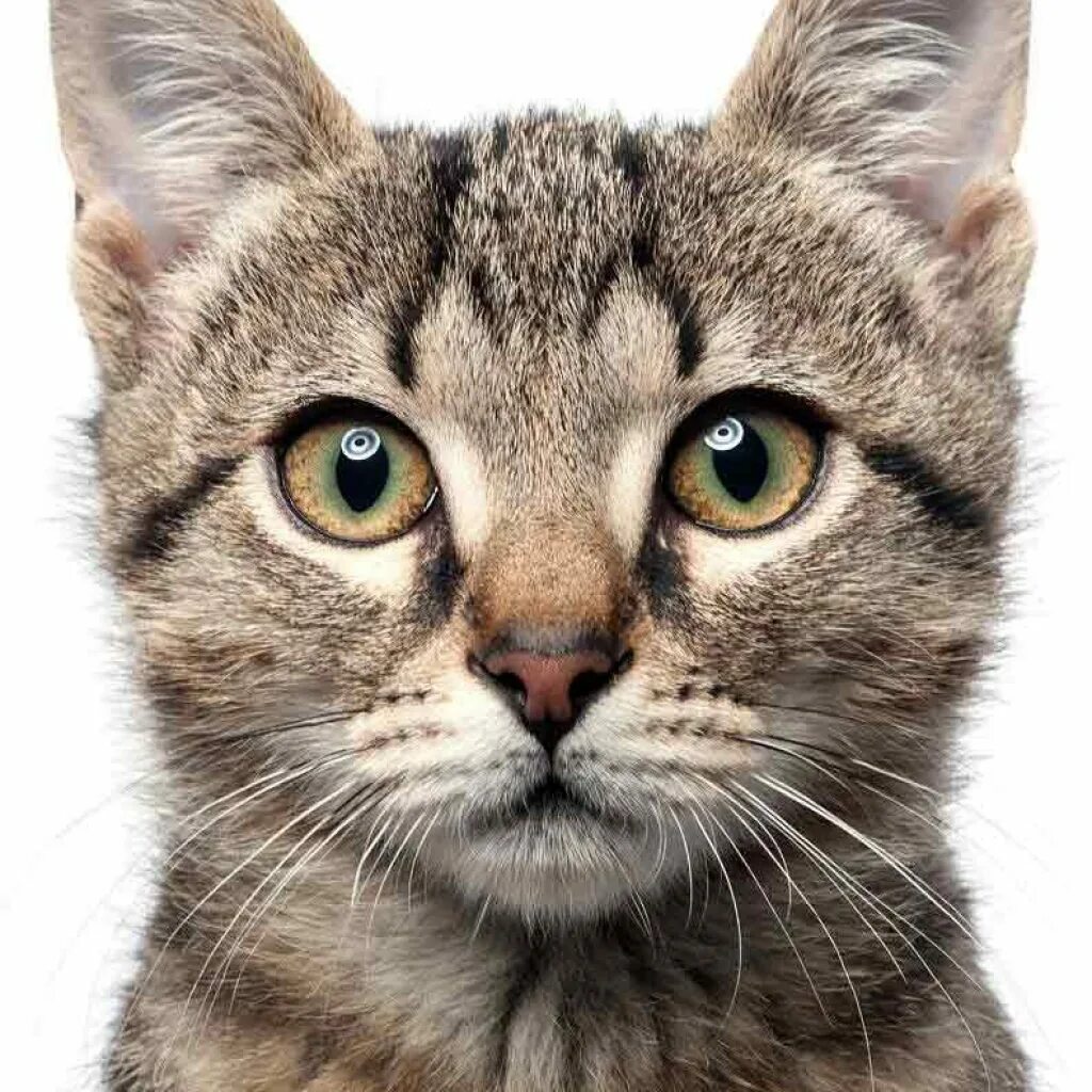 Затылок кошки. Затылок кошки. Затылок кошки. Рыжий кот со спины. Кот сидит спиной.