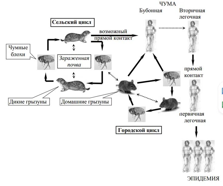 Эпидемиология чумы