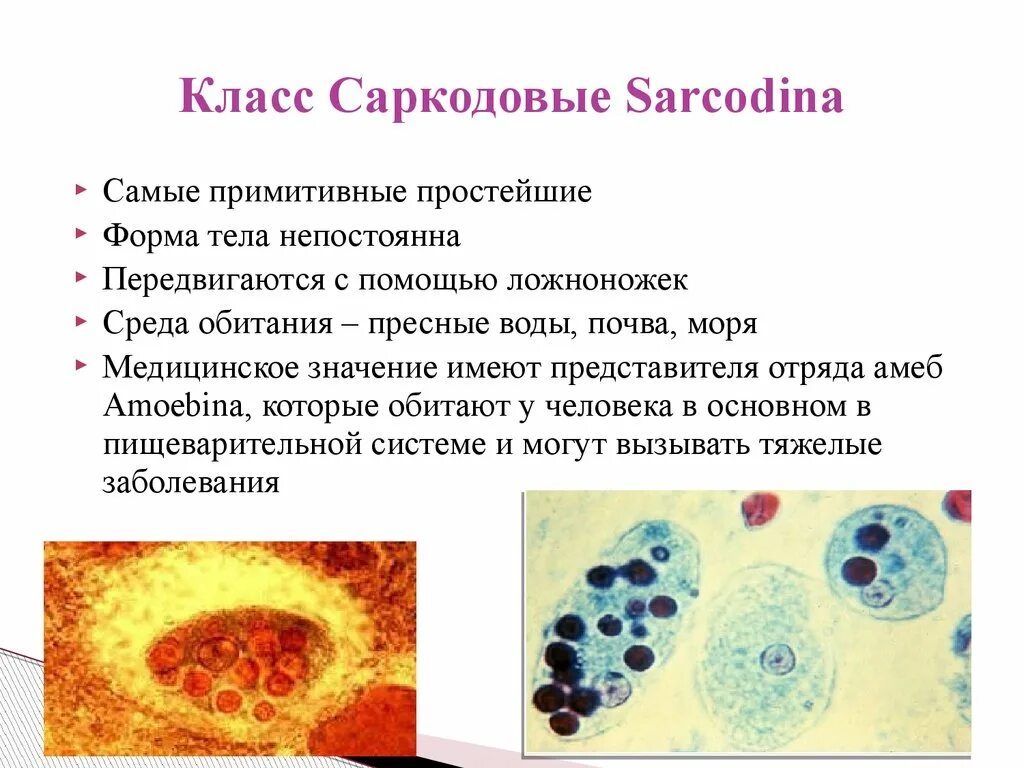 Саркодовые представители. Тип Саркодовые ( Sarcodina ). Простейшие самые примитивные. Класс Саркодовые форма тела. Простейшие класс Саркодовые.